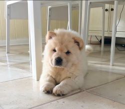 golden colored Puppy