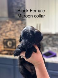 Goldendoodles puppies for sale F1