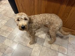Small Golden Doodle Female Spayed
