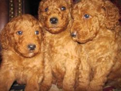 Red Male Goldendoodle
