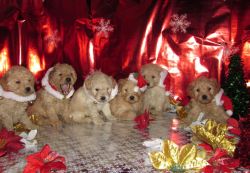 Adorable MINI Goldendoodle Puppies