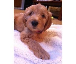 AKC Registered Goldendoodle puppies