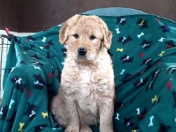 Goldendoodle puppies for sale in Michigan