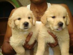 Registered Golden Retriever Puppies Available.