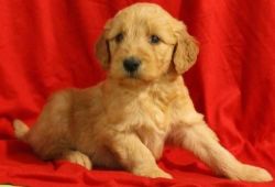 Upright Golden doodle Pups For Adoption