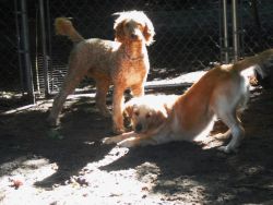 Goldendoodle Puppys - Due May 22
