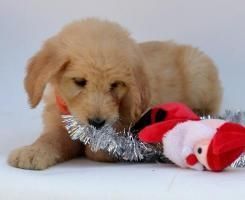 adorable goldendoodle for sale