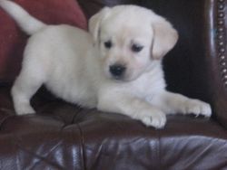 lovely and trained pups ready for sale