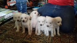 2 Goldendoodle Puppies For Sale