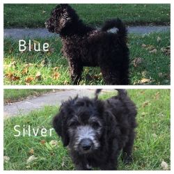 F1b silver & blue goldendoodle puppies
