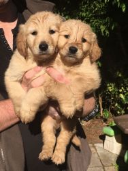 Stunning Goldendoodle Puppies