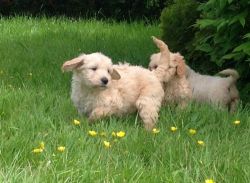 Stunning F1 Goldendoodle Puppies