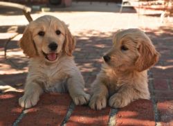 Golden Doodle Puppies available