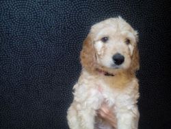 Stunning Health Tested Gold Female Puppy
