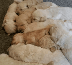 goldendoodle puppies