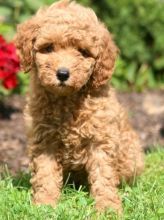 very playful Goldendoodle puppies