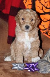 Double Doodle (North American Retriever) Litter ready January 6 2017