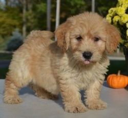 golden doodle for a good family