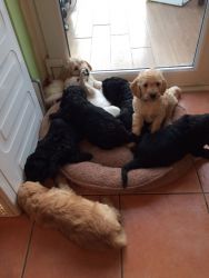 adorable f1 goldendoodle puppies for sale