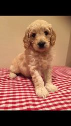 Sweet Mini Goldendoodle Puppies for sale