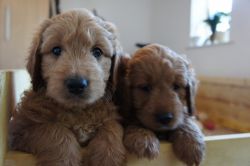Stunning Miniature F1 Goldendoodle Due Soon raedy for sale