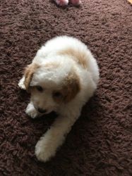 Toy F1b Goldendoodle Girl For Sale