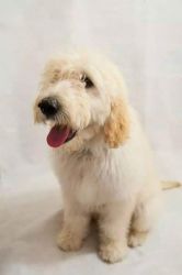 Goldendoodle Double Doodle Puppies Ready To View