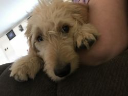 Goldendoodle Male Puppy