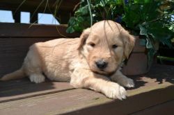 Lovely goldendoodle puppies