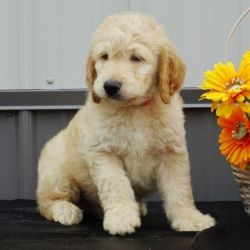 wiston male goldendoodle pup