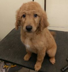 Golden doodle ready to go now!!!
