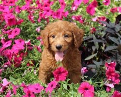 Goldendoodle puppies for adoption