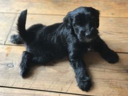 Goldendoodle Puppy Ready For New Homes.