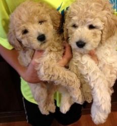 Goldendoodle Boy and Girl Puppies Avaiable