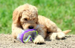 golden doodle puppies ready for new homes