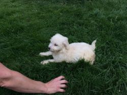 Only 3 Beautiful F1 Goldendoodles Left