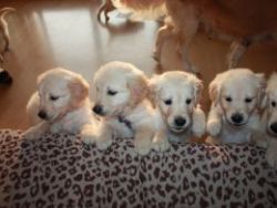Adorable AKC Goldendoodle puppies