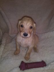 goldendoodle pups male