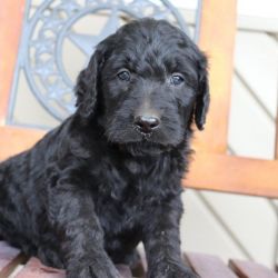 MIKE MALE GOLDENDOODLE