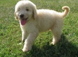 Boys and girl Golden Doodle Puppies
