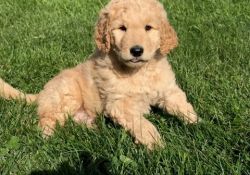 Golden Doodle Puppies For Home With Kids