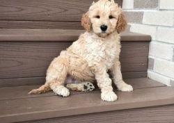 Beautiful Golden Doodle puppies available