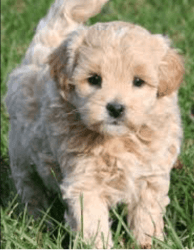 Priceless Male And Female Golden Doodle Puppy