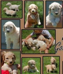 Goldendoodle Puppies,text at (xxx)-xxx-xxxx