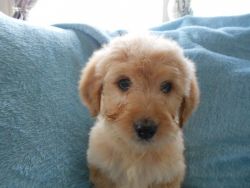 Goldendoodle Pups Ready Now.