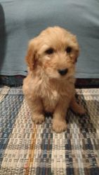 Lovely goldendoodle puppy