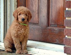 Beautiful Golden Doodle Puppies For Sale.