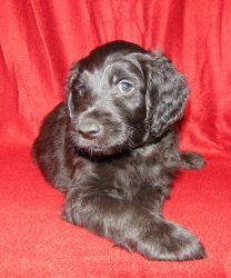 F1b goldendoodle puppy male