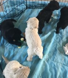 Cute Goldendoodle puppies