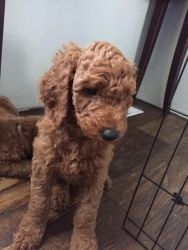 Boys and girls Golden Doodle puppies for sale